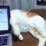[드루와] <b>처</b>랑 <b>개</b>는 붙여서 쓰는 거고