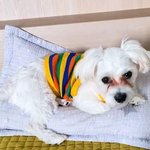 [엔하이픈] 정원이가 <b>입양</b>한 마음이