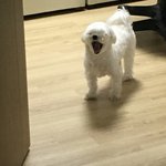 아울고싶어 나 울집개 오줌 <b>찍먹</b>한 거 같아