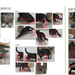 연예인에게 입양 보낸 고양이를 바꿔치기 당했습니다. 도와주세요.