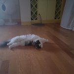 [고양이] <b>캣타워</b> 대신 바닥을 사랑하는 우리 호두부