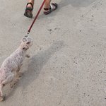 (추가) 9월 12일 부산 해운대 강아지 학대녀 보신분