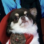 [NCT칠프] <b>용맹</b> 강쥐 둘