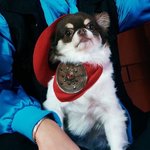 [NCT칠프] 아 ㅋㅋㅋ <b>강아지</b> 카우보이 <b>옷</b> 다 차려입은거봐