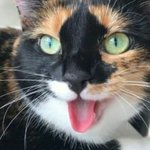 [고양이] 강아지처럼 행동하는 깜찍한 삼색 고양이