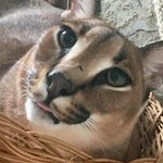 [고양이] 인형을 좋아하는 덩치 큰 카라칼 그레고리