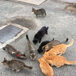 [더보이즈] 후쿠오카 고양이 섬 <b>가본</b> 더비 있냐