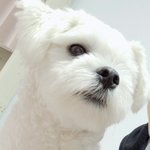 안드로메다 <b>상향</b> 넣은앤데 개쫄린다