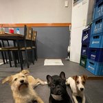 [도와주세요] 가족같은 강아지 꼭 데려오고 싶습니다