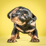 넘치는 촉촉함은 못 참는 갱<b>쥐들</b>