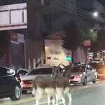 서울 강남 한복판에 당나귀…탈출 5분 만에 <b>포획</b>
