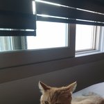 [심쿵주의] 고양이 입냄새가 너무 좋아요