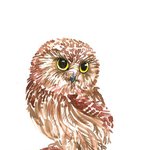 물감으로 슥슥 그린 알록달록 <b>부엉이</b>