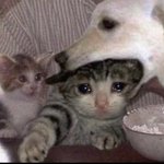 <b>사립</b>고 선생님들은 임용고시 안 보셔??