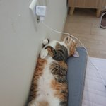 [고양이] 자는게 젤 좋아(뚱냥이들)