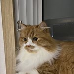 아기냥 호빵이-44