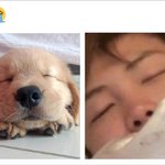 [방탄소년단] 코코낸내 <b>울집</b> 댕댕이