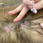 [댓글부탁해] 광안리 강아지 물림?찍힘? (사진 주의, 스크롤주의...