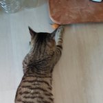 얼루기는 살찌는 중