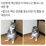 <b>백신</b> 맞은 고양이