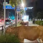 강남에서 할아버지가 소 여물 주시는중인가봐