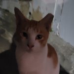 [댓글부탁해] 실시간 길고양이 짱<b>기엽</b>다