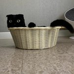 <b>깜냥</b>이가 유독 매력적인 이유