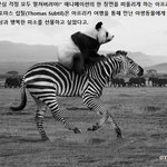 '하쿠나 마타타'를 알려준 동물