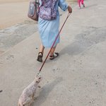 해운대 학대견 구조되었습니다 너무 감사드립니다