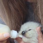 분양받은 고양이 성별이 다릅니다.