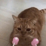 고양이 <b>V라인</b> 만들어주기~