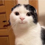[ㅈㄱㄴ] 하 요즘 친구들이랑 <b>유행어</b>?쓰는데