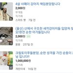 [드루와] 2천원짜리와 100만원짜리 강아지