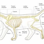 '연예인에게 입양 보낸 고양이를 바꿔치기 당했습니다.' 글쓴이입니다...