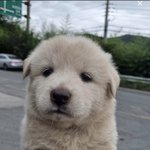 오늘 들어온 유기<b>견이</b>래ㅜ