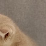 [댓글부탁해] 2개월 고양이 <b>피부병</b> 나몰라라 분양샾