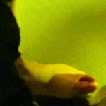 [이태용] 아 <b>오바</b>야