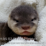 얘 세븐틴 <b>디노</b> 닮지않았냐