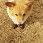 <b>산책</b>시킬때 강아지 신발 신기는 남자