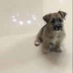 우리집 강아지 귀엽지!!!!ㅎㅎㅎㅎㅎㅎ