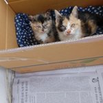 2년전 피부병을 가진채 유기된 코코이야기