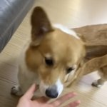 <b>변백현</b>은 손까지 귀엽네..