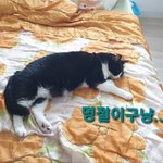 [고양이] 으르신! <b>추석</b>이예요~