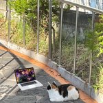 [NCT칠프] 스티커고양이<b>챌린지</b> 누가 시작한겨ㅋㅋㅈㄴ귀엽다ㅠ