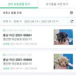 아기 고양이 <b>입양</b>할 사람
