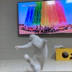 아 이 고양이 개웃김ㅋㅋㄱㅋ