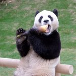 [진격의거인] <b>to</b>. 최강자 쓰니에게