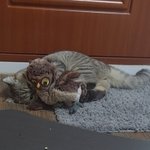 [ㅈㄱㄴ] ㅋㅋㅋ우리고양이 마약중독됨ㅋㅋ