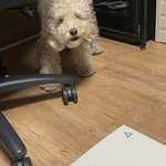 [이것좀봐줘] <b>추파</b>춥스먹는 강아지