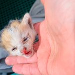 [고양이] 길냥에서 묘생<b>역전</b>